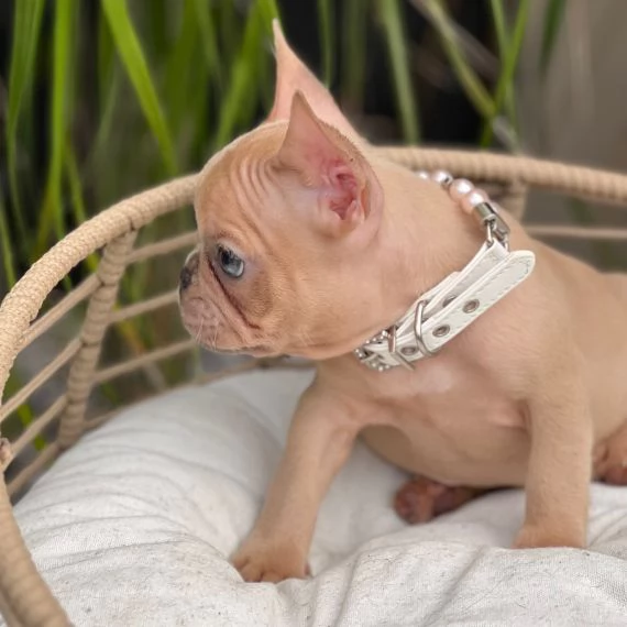 REGALO BULLDOG INGLESE CUCCIOLI CON PEDIGREE BULLDOG INGLESE PELO CORTO TAGLIA PICCOLA MOLTO BELLI 