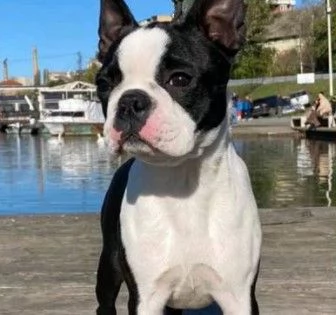 Allevamento di Boston Terrier