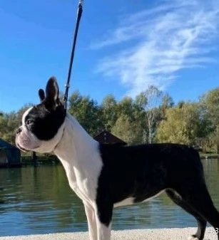 Allevamento di Boston Terrier | Foto 3