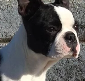 Allevamento di Boston Terrier | Foto 2