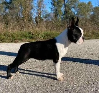 Allevamento di Boston Terrier | Foto 0