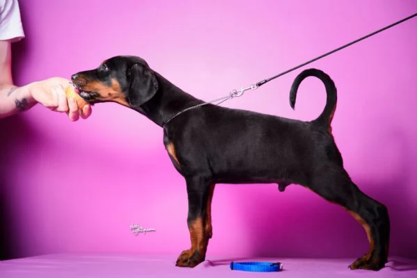 Dobermann cuccioli in vendita