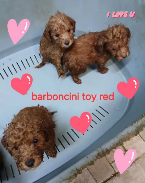CUCCIOLI BARBONCINO TOY