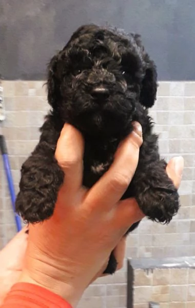 CUCCIOLI BARBONCINO TOY | Foto 1