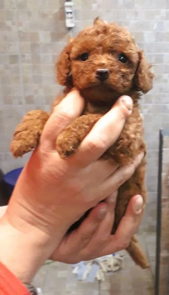 CUCCIOLI BARBONCINO TOY | Foto 0