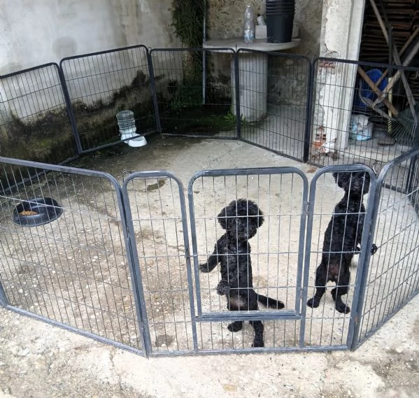 Barboncino toy e nano cuccioli italiani | Foto 0