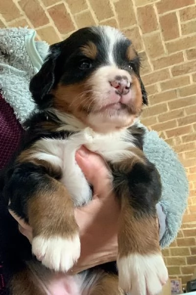 Bovaro del Bernese splendida cucciolata del 30 dicembre 2025