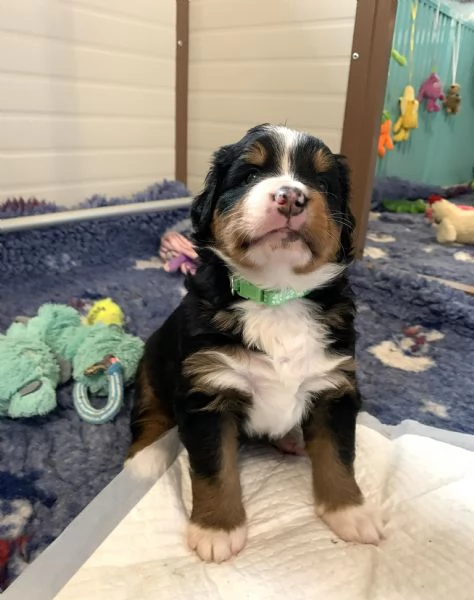 Bovaro del Bernese splendida cucciolata del 30 dicembre 2025 | Foto 2