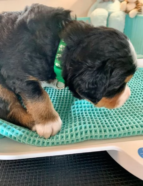 Bovaro del Bernese splendida cucciolata del 30 dicembre 2025 | Foto 1