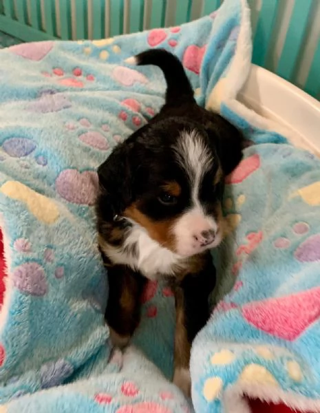Bovaro del Bernese splendida cucciolata del 30 dicembre 2025 | Foto 0