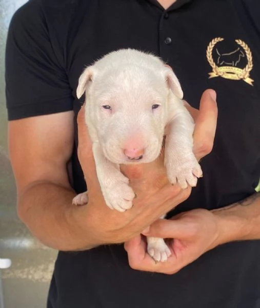 Bull terrier standard cuccioli