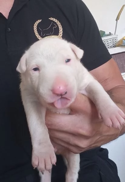 Bull terrier standard cuccioli | Foto 6