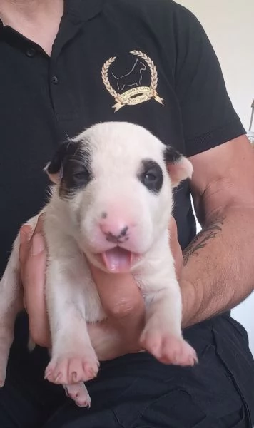 Bull terrier standard cuccioli | Foto 5