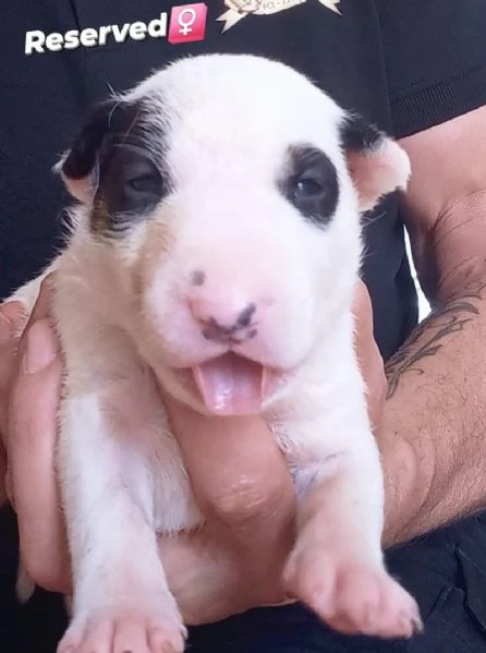 Bull terrier standard cuccioli | Foto 4