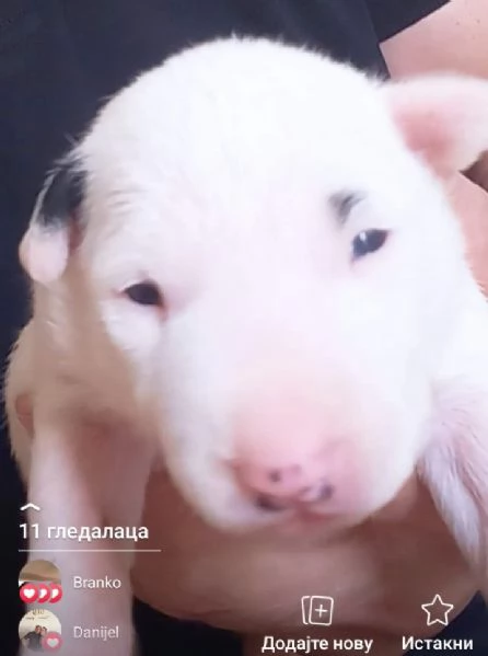 Bull terrier standard cuccioli | Foto 3