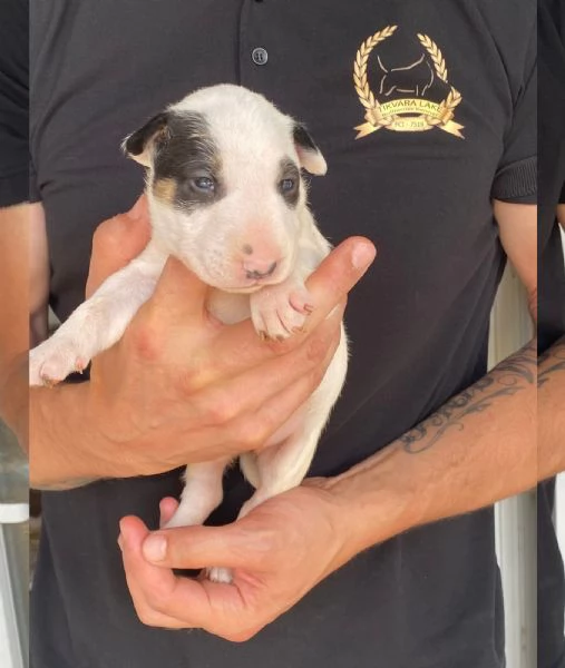 Bull terrier standard cuccioli | Foto 2