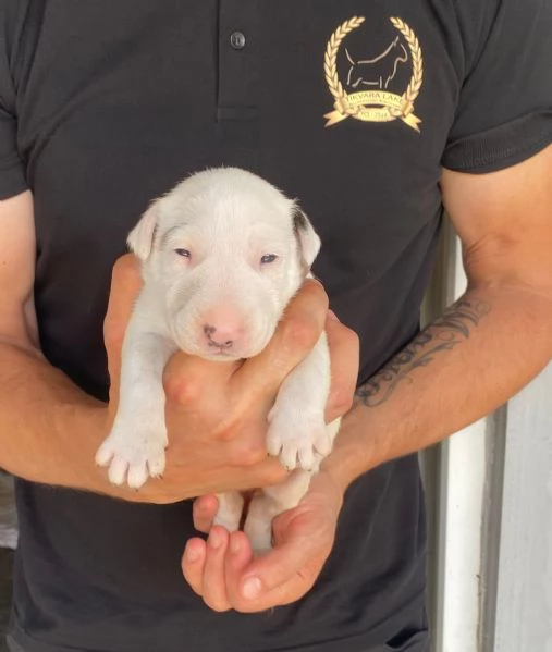 Bull terrier standard cuccioli | Foto 1