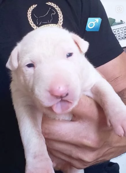 Bull terrier standard cuccioli | Foto 0