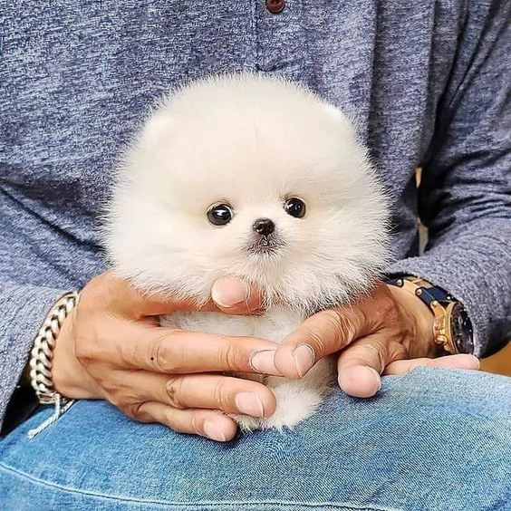 simpaticissimi cuccioli di pomerania disponibili per adozione | Foto 0