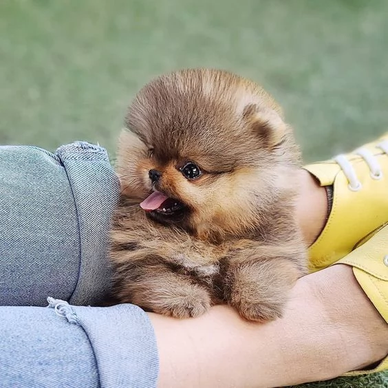simpaticissimi cuccioli di pomerania disponibili per adozione