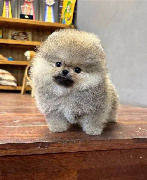 3 cuccioli di pomerania in adozione | Foto 1