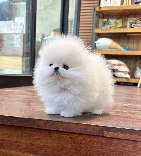 3 cuccioli di pomerania in adozione | Foto 0