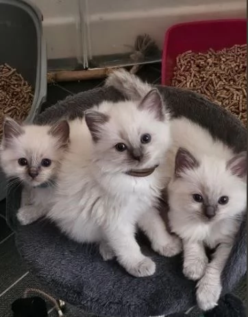 La mia gatta ragdoll ha partorito | Foto 0