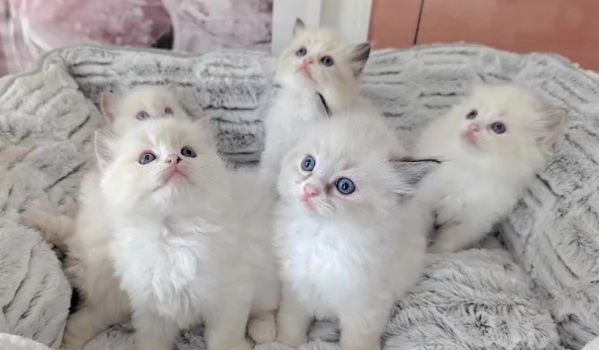 La mia gatta ragdoll ha partorito