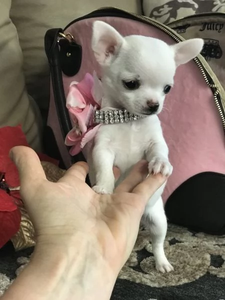 2 cuccioli di chihuahua disponibili per adozione  | Foto 0
