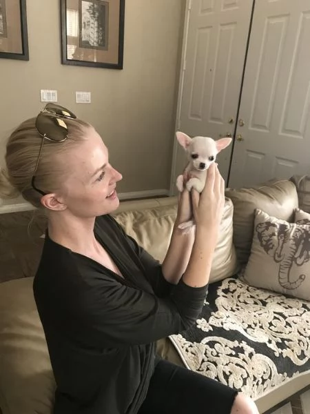 2 cuccioli di chihuahua disponibili per adozione 