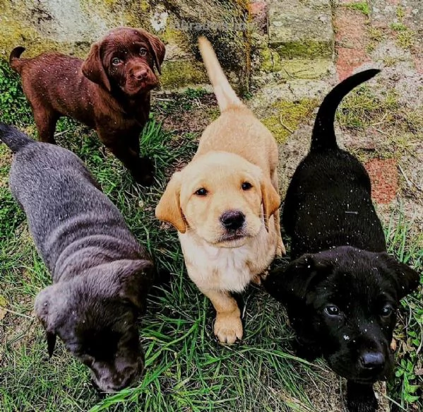 EGALO BELLO LABRADOR CUCCIOLI MASCHI E FEMMINE Bello Labrador  Maschio e femmina sverminato con v