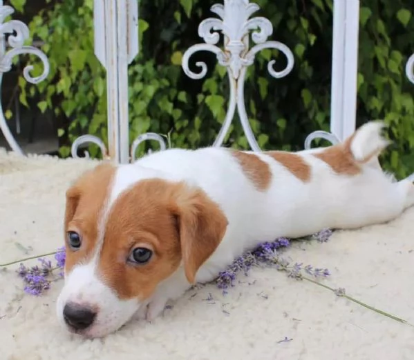 Regalo CUCCIOLI DI RAZZA PURA JACK RUSSEL Tutti i documenti sono disponibili di contattarci per ult