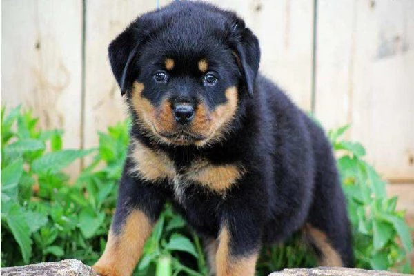 REGALO Cuccioli di rottweiler 1 femmine e un maschietto i cuccioli sono gia disponibili e verranno 