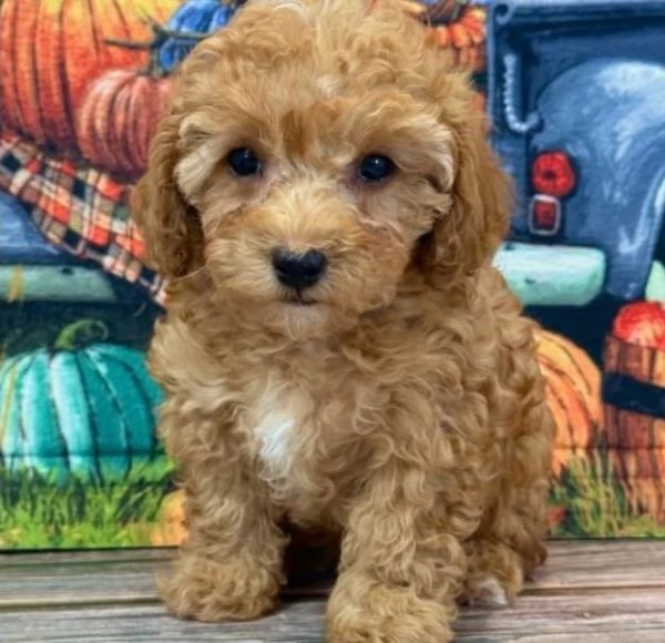 Regalo abbiamo cuccioli di barboncino sono barboncino di dimensioni standard  sono registrati AKC 