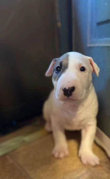 adorabili cuccioli di bull terrier femminucce e maschietti disponibili  i cuccioli sono vaccinati s
