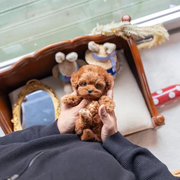 3 cuccioli di barboncino disponibili per una casa amorevole  | Foto 2