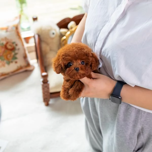 3 cuccioli di barboncino disponibili per una casa amorevole 