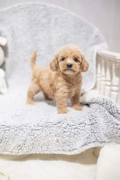 3 cuccioli di barboncino disponibili per una casa amorevole  | Foto 1