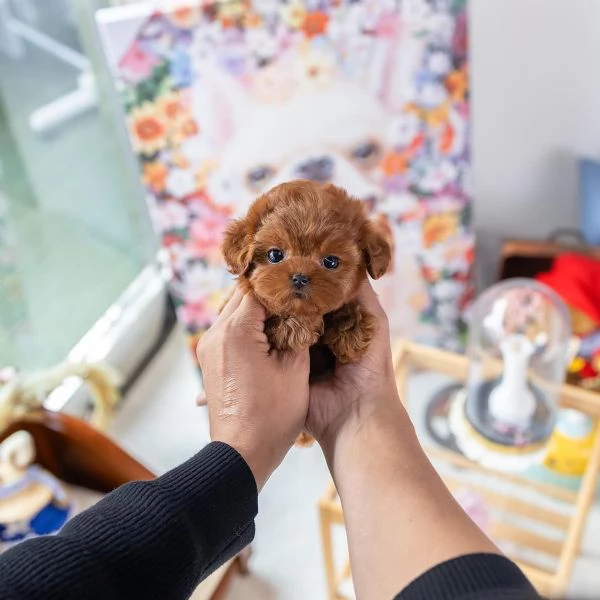 3 cuccioli di barboncino disponibili per una casa amorevole  | Foto 0