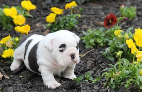 3 cuccioli di bulldog inglese disponibili per una casa amorevole | Foto 1