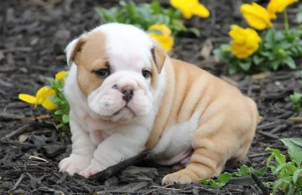 3 cuccioli di bulldog inglese disponibili per una casa amorevole | Foto 0