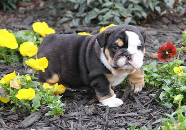 3 cuccioli di bulldog inglese disponibili per una casa amorevole