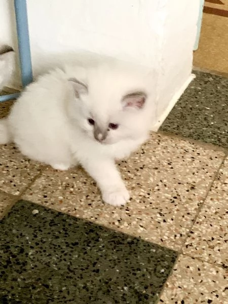 cuccioli ragdoll | Foto 3