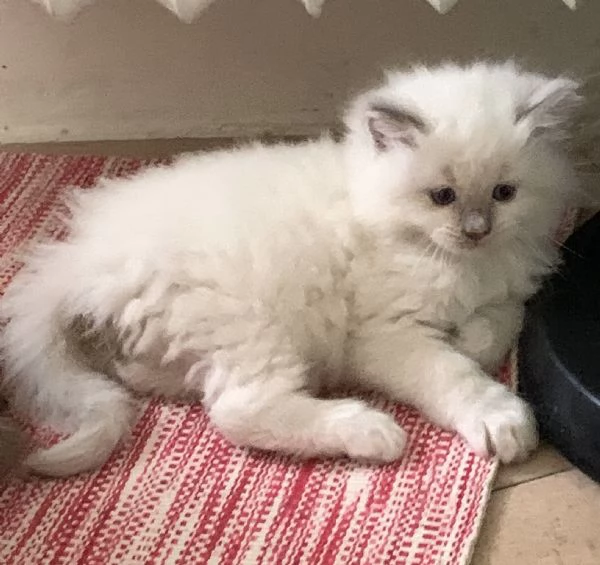 cuccioli ragdoll | Foto 1