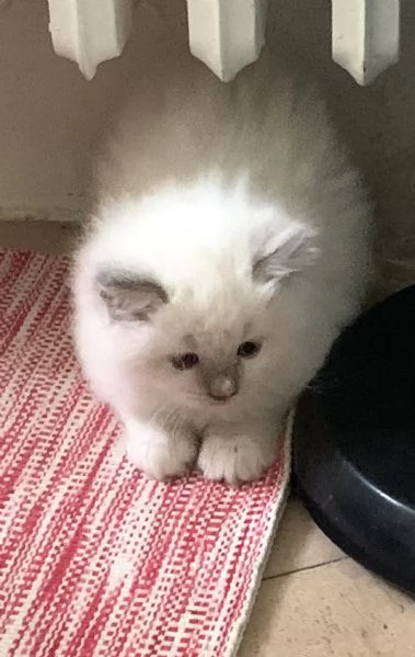 cuccioli ragdoll | Foto 0