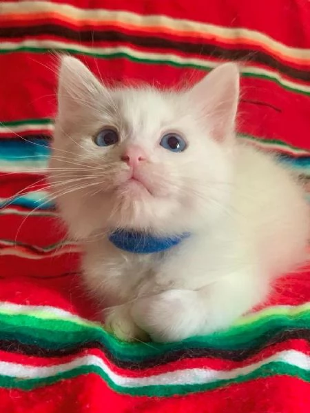 disponibili cuccioli di ragdoll