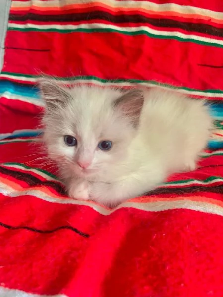 disponibili cuccioli di ragdoll | Foto 5