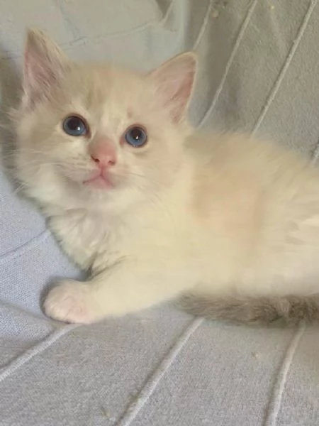 disponibili cuccioli di ragdoll | Foto 4