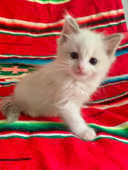 disponibili cuccioli di ragdoll | Foto 1