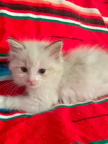 disponibili cuccioli di ragdoll | Foto 0